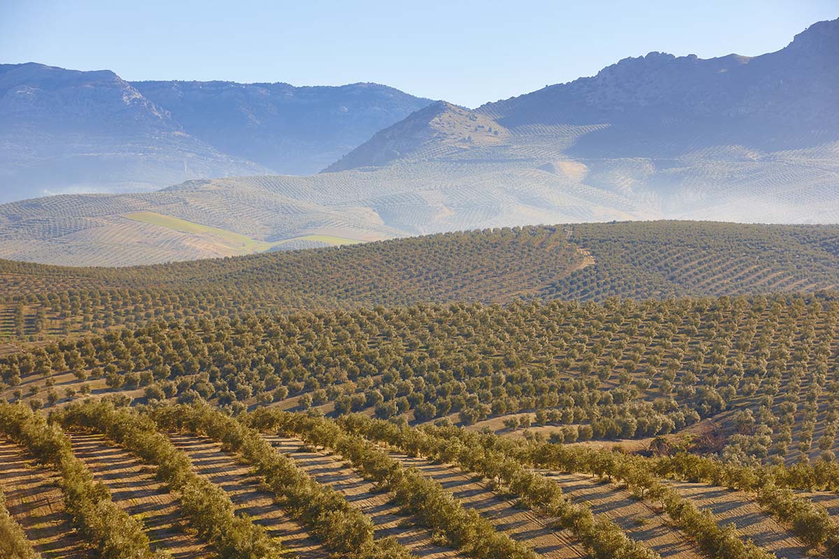 paisaje de olivar de montaña
