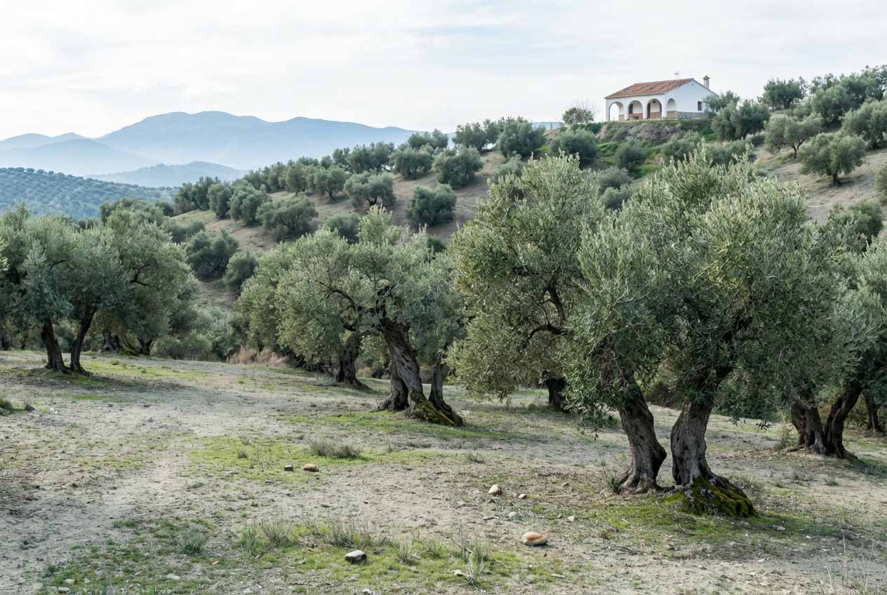 Nace una nueva Asociación de Olivar Tradicional en España