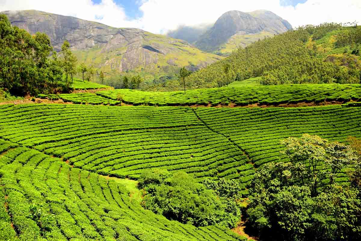 plantaciones de té en India