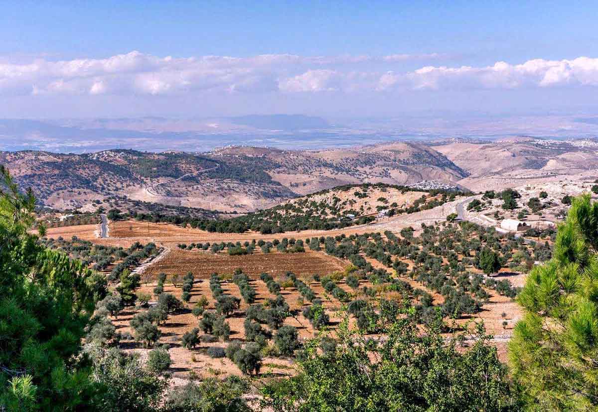 El mercado del Aceite de Oliva en Jordania