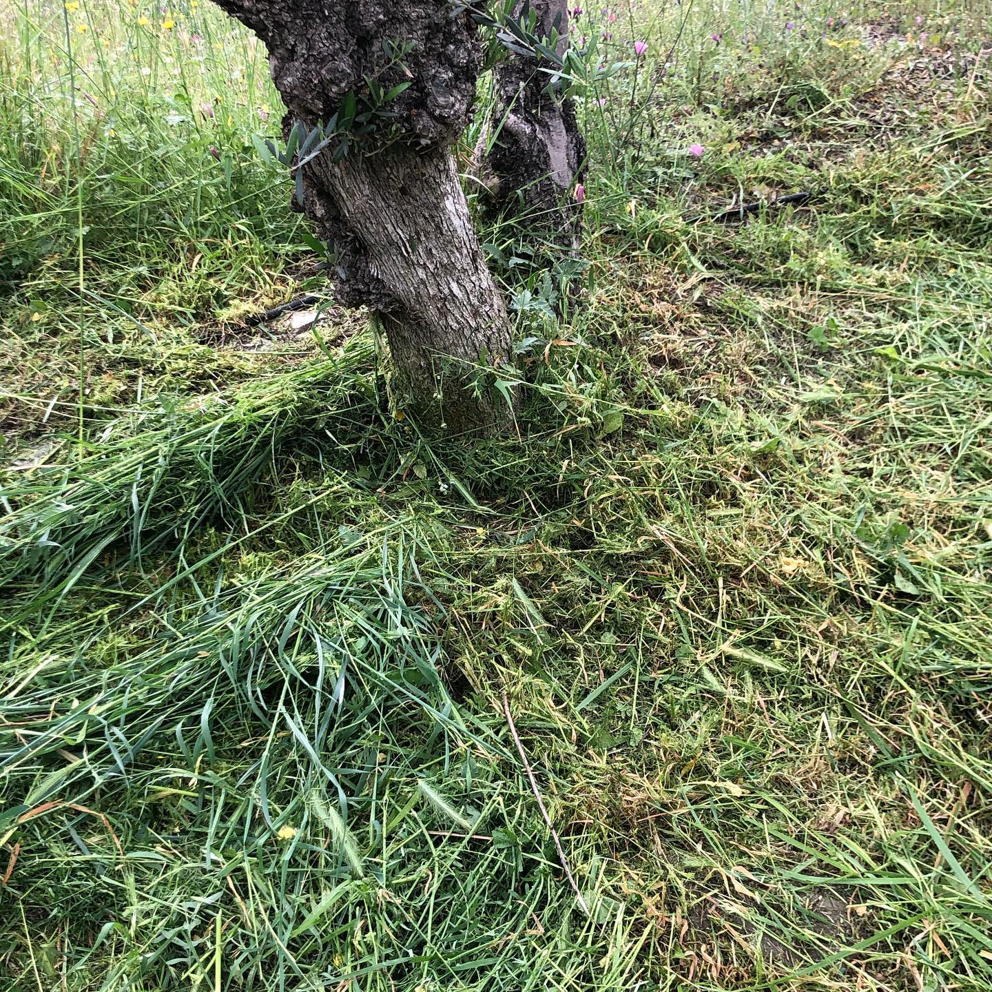 Desbroce de cubierta vegetal en olivar ecológico en Tabernas (Almería)
