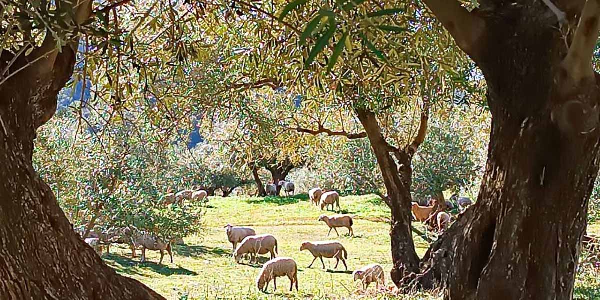 Finca Regenerativa El Valle del Conde