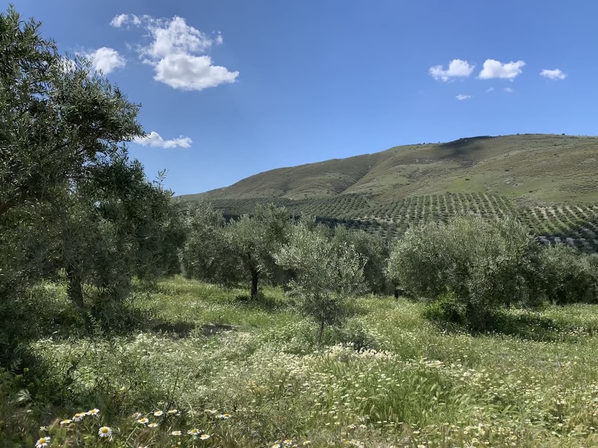 Paisaje de olivar sostenible en Jaén (Castillo de Canena)