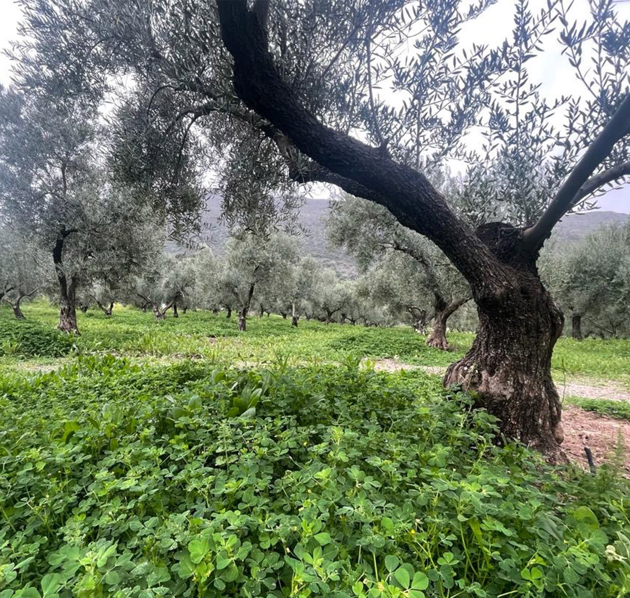 olivar regenerativo con cubierta vegetal en finca Valle del Conde