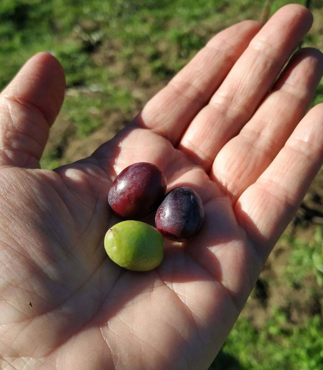aceitunas sostenidas en la mano de un agricultor de el Valle del Tiétar