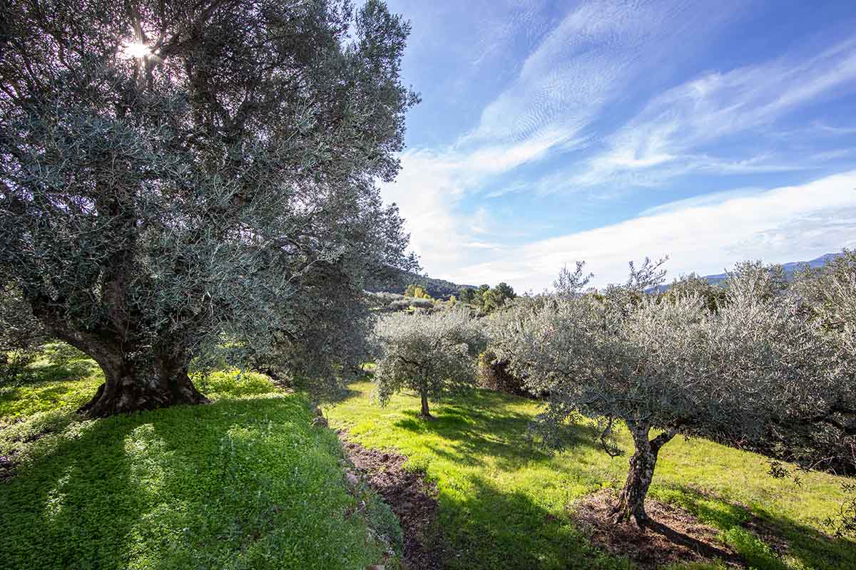 Aceite Valle del Tiétar y el reto de comunicar el origen en el envase