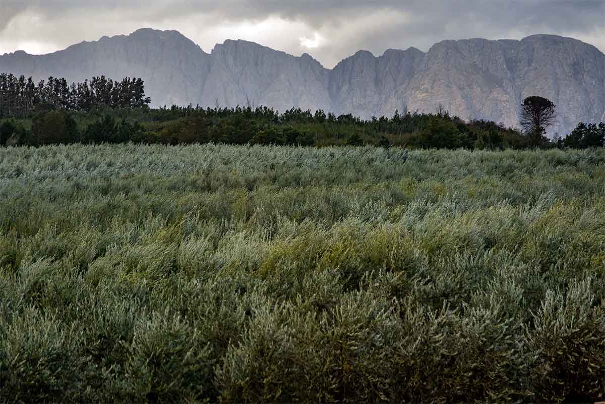 Olivar en la región del Cabo Occidental con montañas al fondo, Sudáfrica