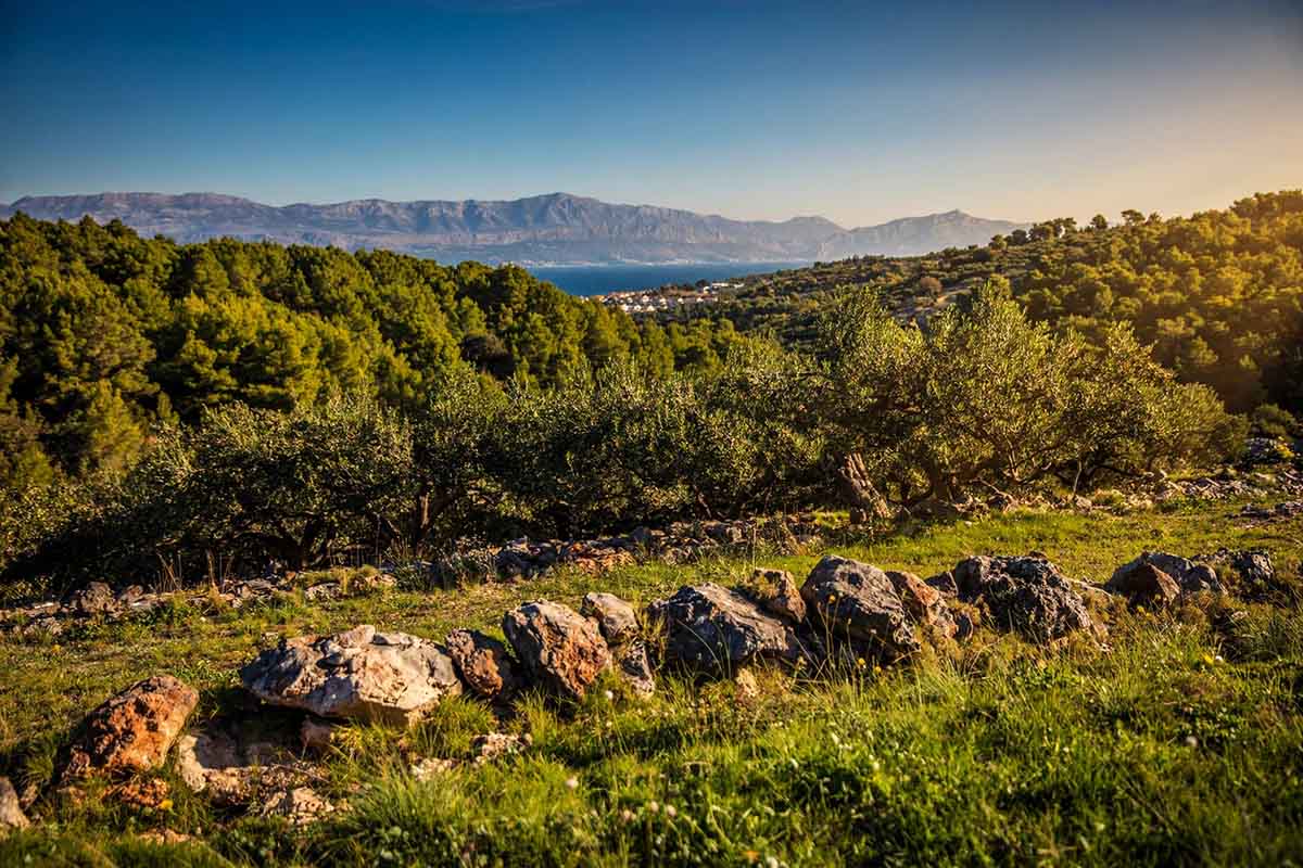 Olivar en Croacia con vistas al Adriático